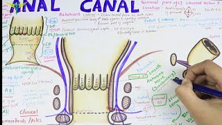 Anal Canal  Brief Anatomy  Easy [upl. by Ettennod338]