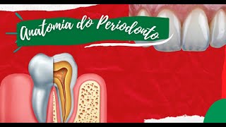 PERIODONTIA Anatomia do Periodonto [upl. by Aicsila]