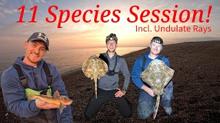 Chesil Beach Fishing  11 Species  Undulate Rays  Dorset Shore Fishing  August 2024 [upl. by Jesselyn322]