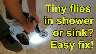 How to get rid of drain flies in shower kitchen or bathroom [upl. by Lunnete]