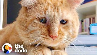 Sad Looking Cat Gets Adopted And Purrs For The First Time Ever  The Dodo [upl. by Abihsot]