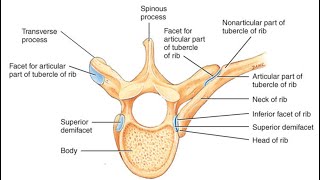 Two Minutes of Anatomy Costovertebral Joints [upl. by Aiekal]