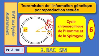 Cycles chromosomiques de lHomme et de la Spirogyre schématisation [upl. by Ociram823]