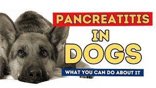 How To Treat Pancreatitis In Dogs At Home [upl. by Husha]