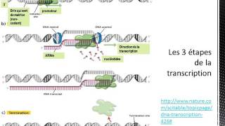 Le dogme central transcription et traduction procaryote vs eucaryote [upl. by Ecal204]