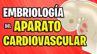 ✅ EMBRIOLOGÍA CARDIOVASCULAR 💉🧡 [upl. by Nellaf748]