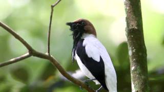 Bearded Bellbird [upl. by Prima985]