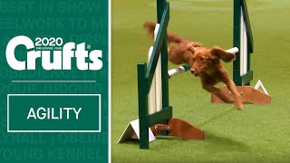 Agility  Championship Final  Crufts 2020 [upl. by Yul]