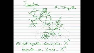 Erfelijkheid  Stamboom 33 Xchromosomaal dominant recessief [upl. by Fallon329]