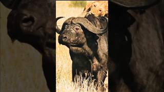 quotBrave Buffalo Defies Lions to Rescue Her Friends  Epic Wildlife Rescuequot [upl. by Diver]