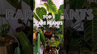 Top 5 BEST Rare Plants for Beginners [upl. by Jabe]