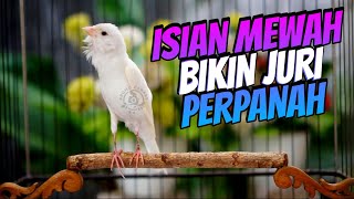 MASTERAN KENARI ISIAN MEWAH AUTO JURI TERPANAH  SUARA KENARI ISIAN CIBLEK GACOR [upl. by Diantha411]