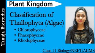 Plant Kingdom  Classification of Thallophyta Algae  Chlorophyceae  Phaeophyceae  Rhodophyceae [upl. by Oretna927]