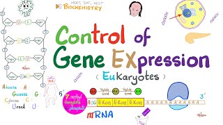 Control of Gene Expression  Transcription Factors Enhancers Promotor Acetylation vs Methylation [upl. by Audras]