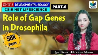 GAP GENES  ZYGOTICSEGMENTATION GENES OF DROSOPHILAPART6  CSIR NET DEV BIO [upl. by Ulick]