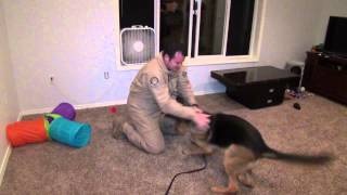 Dog Welcomes Home Staff Sergeant Original [upl. by Behlke15]