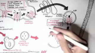 Immunology  MHC II Processing [upl. by Anyt727]