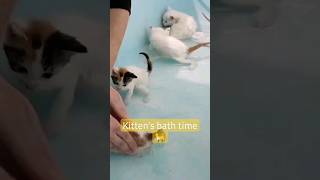 Kittens Bathing full video here 👆🏼👆🏼 cat kitten bathing [upl. by Aniluap]