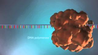 DNA replication  3D [upl. by Ahtilat]