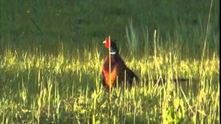 Pheasant Call  Fazant Roep Phasianus Colchicus [upl. by Rosenkranz]