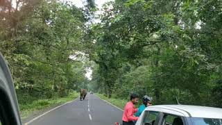 Elephant at Gorumara Jungle [upl. by Lehar]