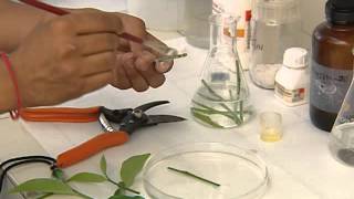 PLANT TISSUE CULTURE CSIR [upl. by Oirom865]