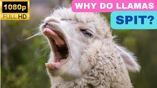 Why Do Llamas Spit [upl. by Einoj]