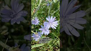 Chicory Cichorium intybus 🌺🌹🌼🌸 💐 kashmiribeauty flowers flowerplant shorts naats [upl. by Schrader]