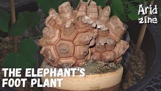 Dioscorea elephantipes the elephants foot plant [upl. by Lancaster1]