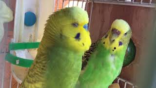 Male BudgieParakeet Courting FemaleOliver And KaleВолнистых попугаев [upl. by Leffert137]