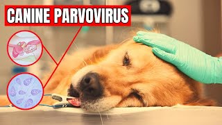 How to cure parvovirus in dogs [upl. by Garreth]