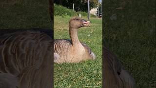 Pinkfooted Goose CloseUp  Kurzschnabelgans Großaufnahme Heidelberg [upl. by Douty716]