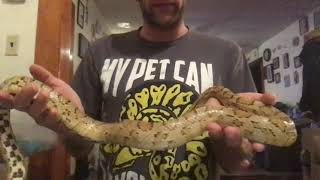 Corn Snakes Ball Pythons Coturnix Quail Updates [upl. by Wenda]