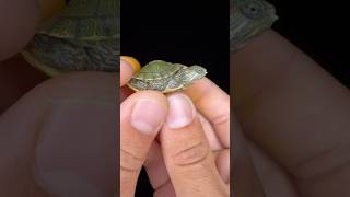 Should I put down my two headed turtle⁉️ [upl. by Enidan]