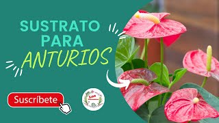 【 SUSTRATO】 para 🌺 ANTURIOS en Maceta🌱 la mejor [upl. by Ingra716]