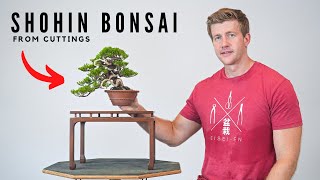 How to Make Shohin Juniper Bonsai from Cuttings  BonsaiU  Part 3 [upl. by Leonor]