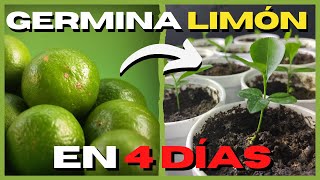 Como GERMINAR semillas de LIMÓN RAPIDO 🍋 PASO A PASO [upl. by Akemyt801]