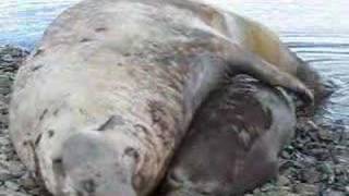 Elephant seals fighting mating and cute pups playing [upl. by Mcconnell946]