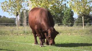 CIALE Alta Toro Rosendo  Brangus Colorado [upl. by Harvey]