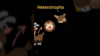 autotrophs vs heterotrophs shorts [upl. by Nylyram]