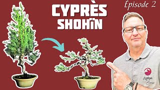 Comment créer un Shohïn avec un Cyprès Épisode 2 🌱 NEJIKAN BONSAI 🌱 [upl. by Yetsirhc]