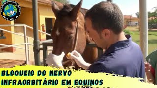 🐴 BLOQUEIO do nervo INFRAORBITÁRIO em Equinos [upl. by Theda]