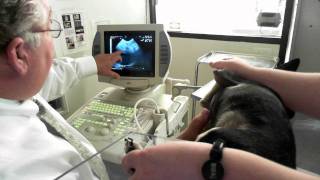 Oscars Heartworm Ultrasound [upl. by Riatsila]