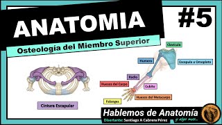 🔴 5 👉 ANATOMÍA 🟩 OSTEOLOGIA DEL MIEMBRO SUPERIOR 🟪 CINTURA ESCAPULAR [upl. by Eux]