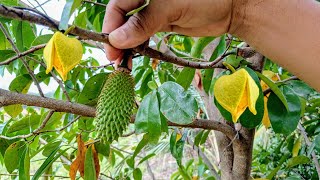 como hacer la polinizacion manual en árbol de guanabana para cuajado de frutos [upl. by Schwing]