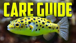 How To Keep Green Spotted Puffer Fish Care Guide [upl. by Lyckman]