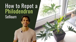 How to Repot a Philodendron Selloum  BigBoyPlants [upl. by Tebasile831]