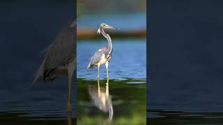 Tricolored heron Birds photo photography environmental 4k youtubeshorts shortvideo viralvideo [upl. by Ainesey]