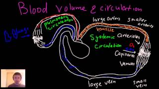 Blood circulation blood volume arteries arterioles capillaries venules and veins [upl. by Deeraf288]