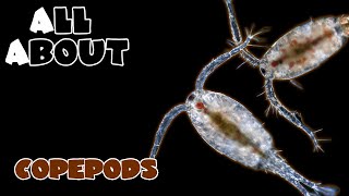 All About The Copepods [upl. by Ogilvie]